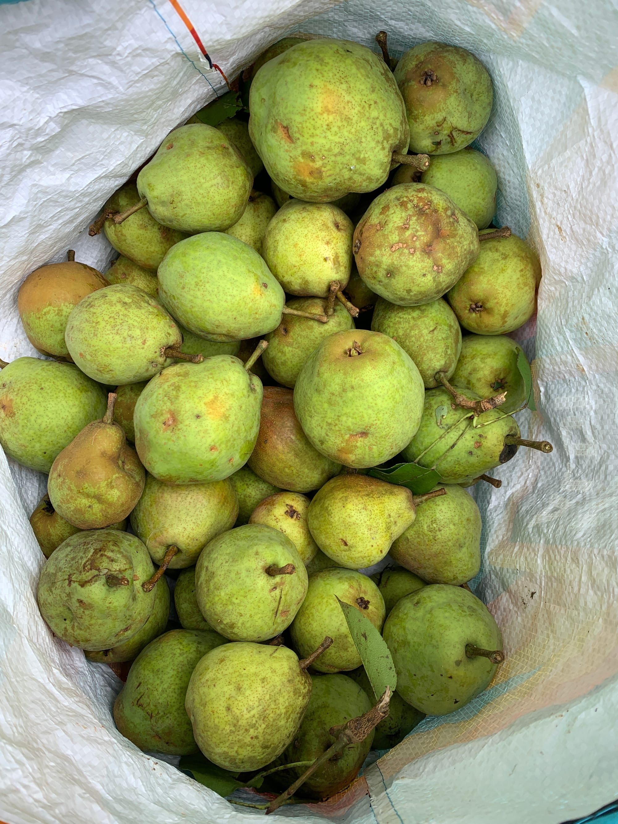 Pears, Puppies, and the Petty “I Told You So” I’m Still Holding Onto