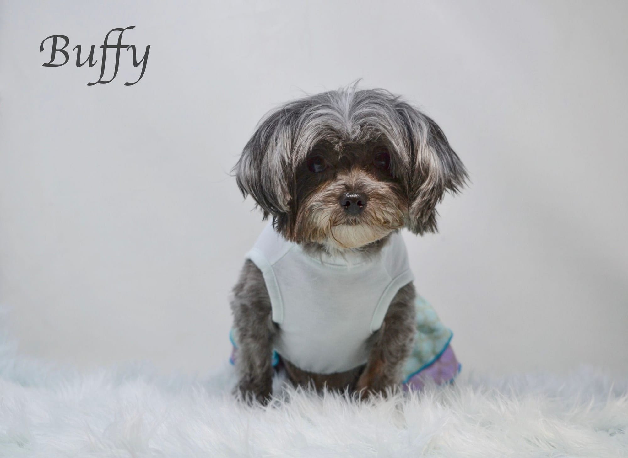 Meth Unicorns, Molting Birds, and One Bossy Dog.