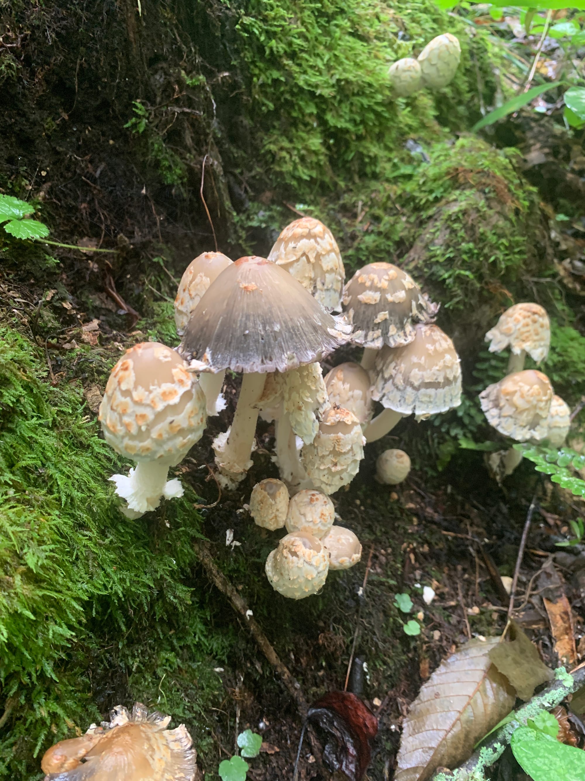 Humidity, Muffin Tops, and the Forest Mafia