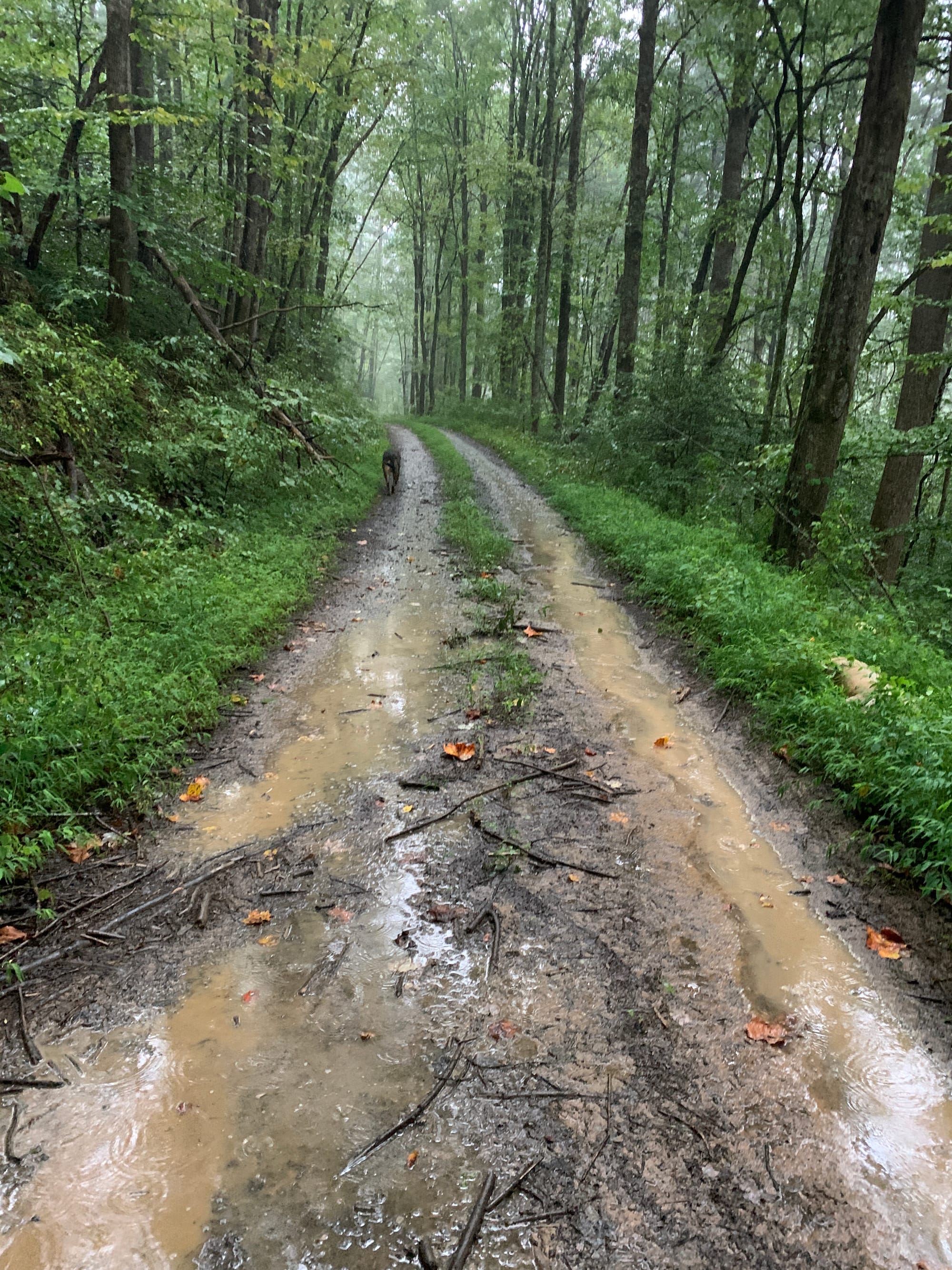 Humidity, Muffin Tops, and the Forest Mafia