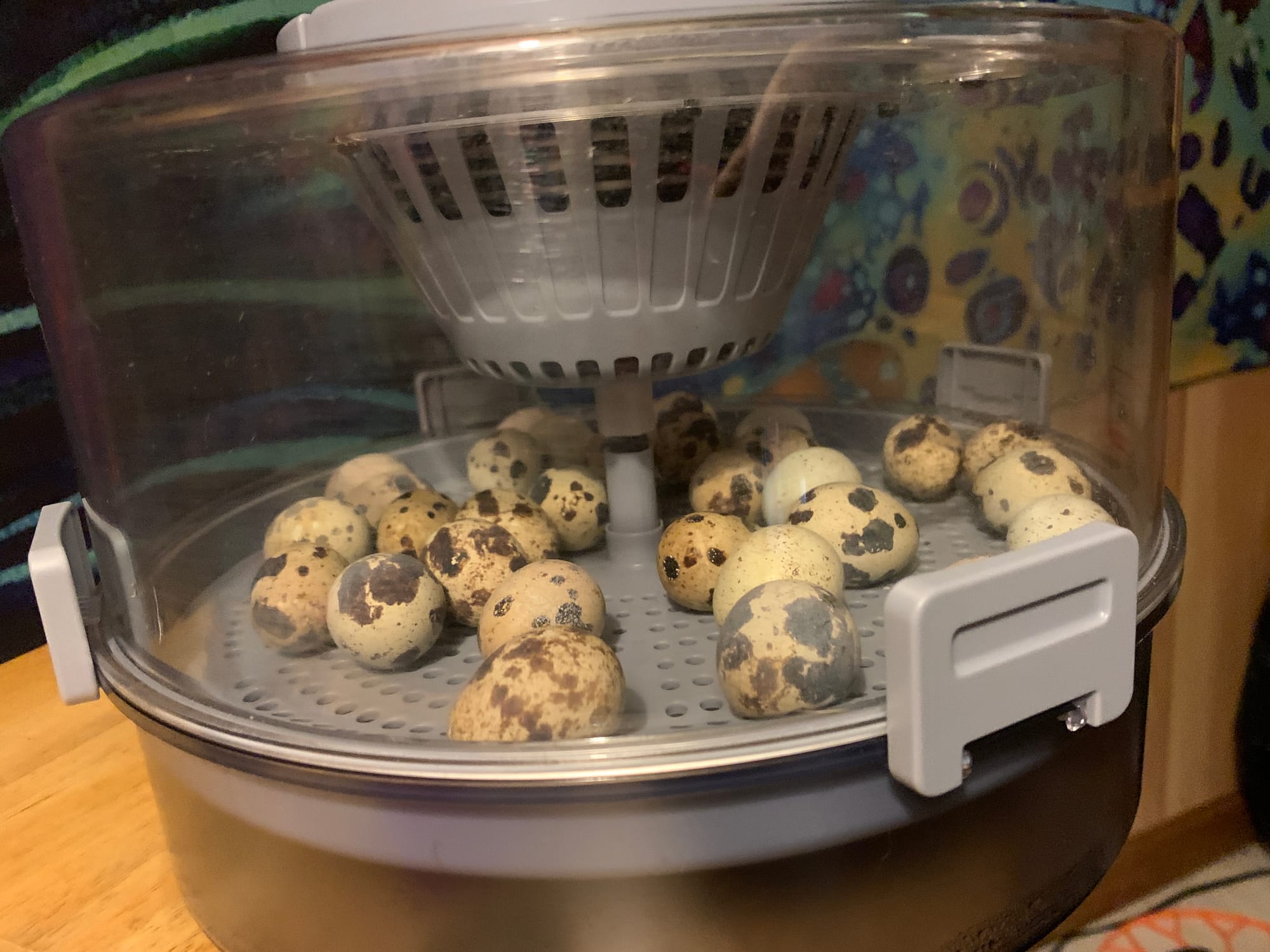 Humidity, Muffin Tops, and the Forest Mafia