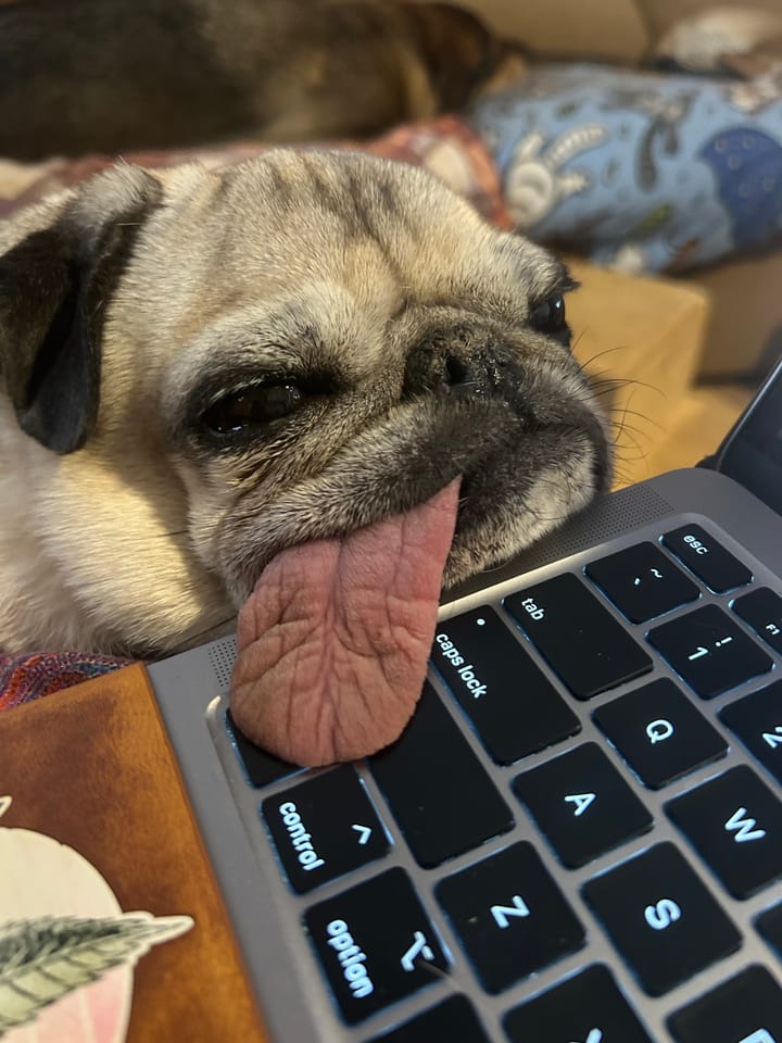 Naked Mole Rats, Embracing the Suck and the Things That Break Your Heart